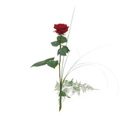 SOLITÄR ROS