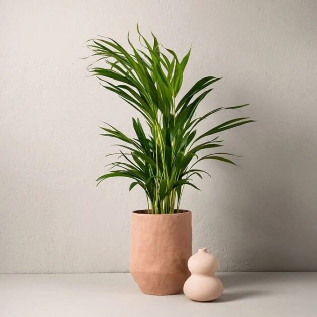 GULDPALM