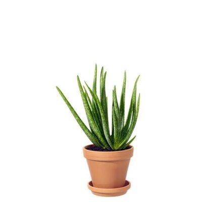 ALOE VERA I KRUKA