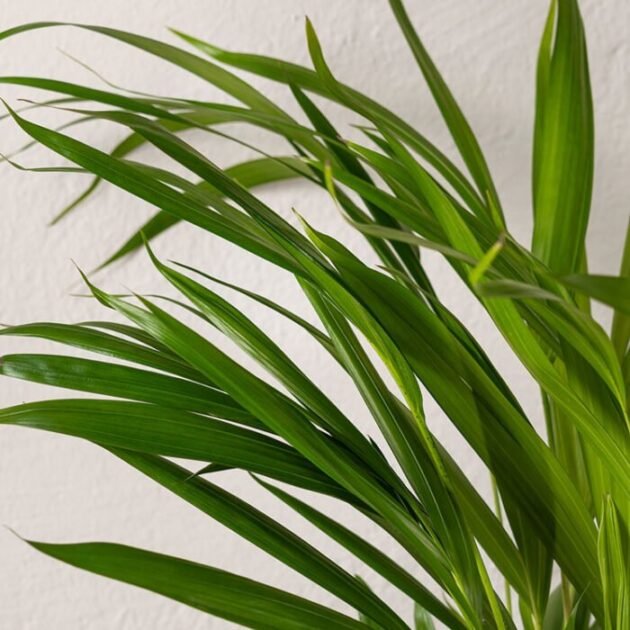 GULDPALM - Bild 2
