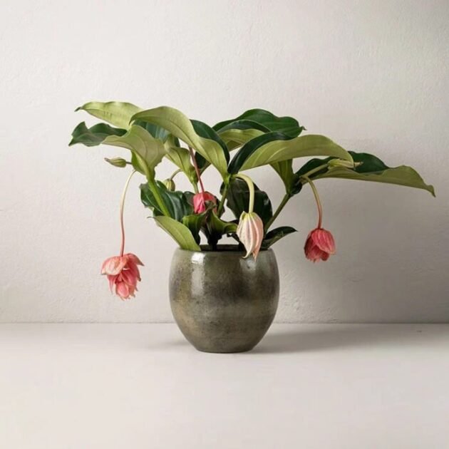 ROSENSKÄRM