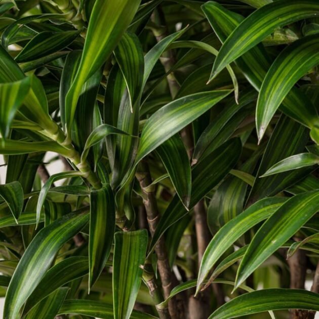 GULDBANDSDRACENA - Bild 2